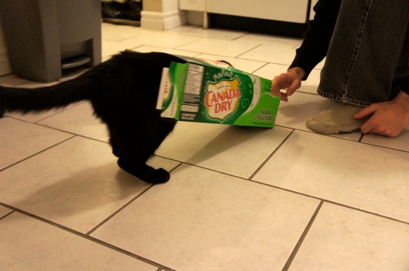 Boo in ginger ale box 1